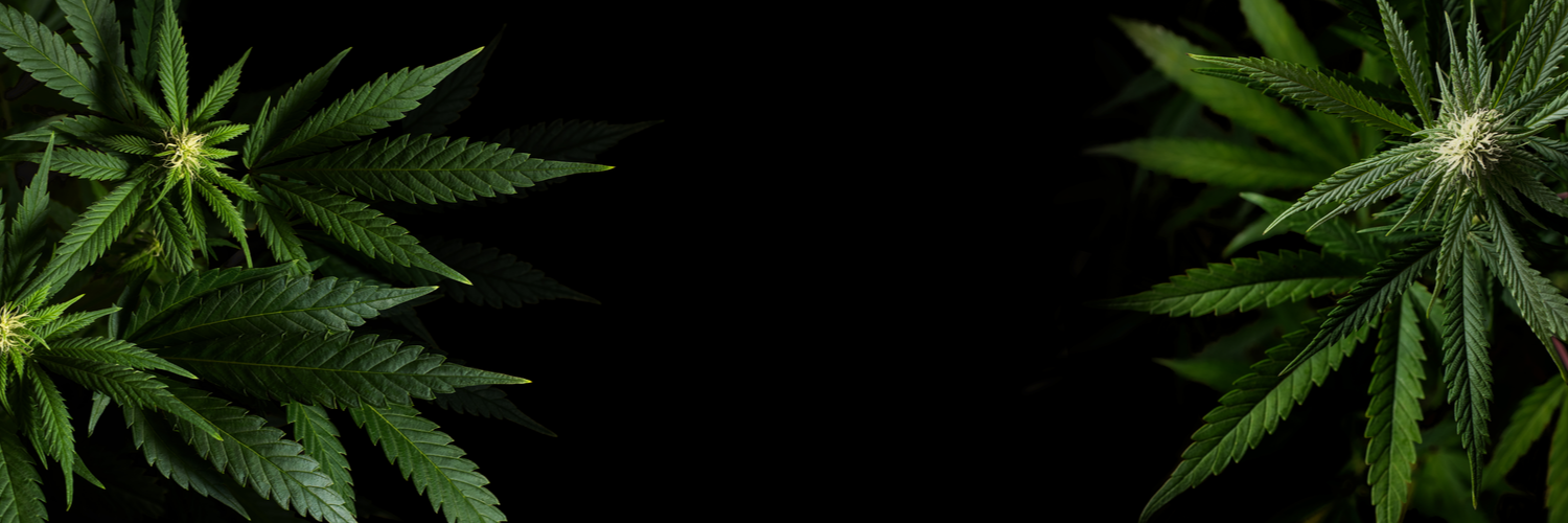 Cannabis Insurance Massachusetts