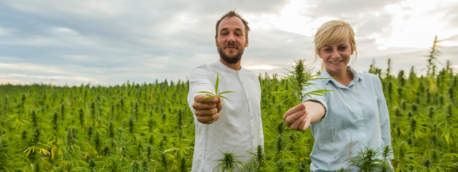 Cannabis Insurance Massachusetts