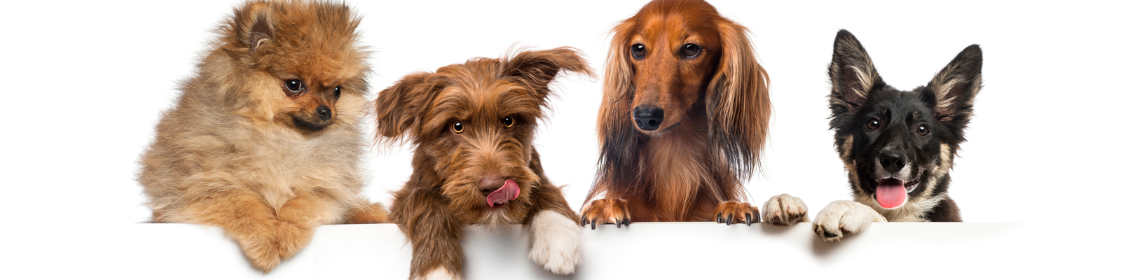 Pet Boarding Insurance